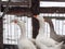 white and gray domestic geese