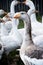 White gray geese in the village