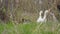 White and gray geese walk through grass and graze