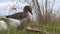 White and gray geese walk through grass and graze