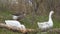 White and gray geese walk through grass and graze