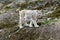 White-gray lynx on rock