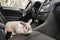 White gray rabbit in the car. Climbs on the passenger seat