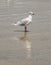 White and gray seagull on the beach