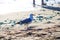 A white and gray seagull with a yellow beak standing on the beach surrounded by rocks and silky brown sand at Marina Park Beach