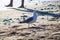 A white and gray seagull with a yellow beak standing on the beach surrounded by rocks and silky brown sand at Marina Park Beach