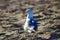 A white and gray seagull with a yellow beak standing on the beach surrounded by silky brown sand at Marina Park Beach in Ventura