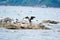 White-gray seagulls and a black cormorant spread