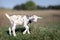 White gray spotted goatling