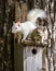 White and Gray Squirrel on a Bird Feeder