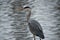 White and gray stork