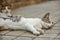 White and gray stray cat laying on side, sleeping on pavement