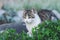 White and gray striped tabby cat sitting in a garden