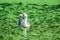 White and gray swan walks alone above the water