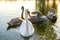 White and gray swans swimming on lake water in summer