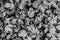 White and gray tone leaves texture of Mugwort plant - Artemisia vulgare fresh variegated leaves