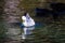 A white and gray and yellow duck swimming in glistening blue lake water at Kenneth Hahn Park