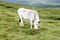 White grazing cow on a green meadow