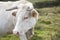 White grazing cow head with green background landscape. Azores.