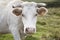 White grazing cow head with green background landscape. Azores,