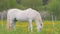 White grazing horse walking on pasture with dandelions