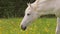 White grazing horse walking on the pasture with dandelions in spring time