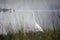 White Great Egret bird on foggy pond, Georgia, USA