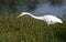 White Great Egret long-legged wading bird