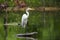 White Great Egret wading bird