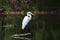 White Great Egret wading bird spear fishingon log in swamp