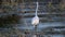 White great heron fishing in the lake. Ardea alba