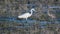 White great heron fishing in the lake. Ardea alba