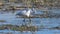 White great heron fishing in the lake. Ardea alba