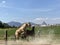 White great horse fighting with a black smaller female horse in a Green large field