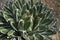 White and green Agave victoriae-reginae leaves close up