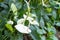 White and green Anthurium lily