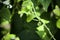 White Green Bean Blossom (Phaseolus vulgaris) on Long Twisting Vine Peeking Out From Green Leaves