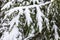 The white and green beautiful winter background of the branches of the fir or spruce tree under the snow and hoar