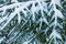 The white and green beautiful winter background of the branches of the fir or spruce tree under the snow and hoar