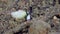 White and green bicolor sea slug macro