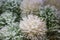 White and green branches in snow close up. Coniferious frosty tree. Hoar on pine tree. Winter nature in details.