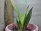 White and green colored snake plant