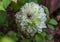 White green double clematis flower. Beautiful climbing plant of gardens and parks