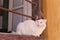 White Green-eyed Cat on Window Sill Europe