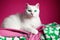 White green-eyed fluffy cat on a pink background. Whiskers and roses. The serene elegance of a green-eyed white cat. AI