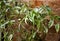 White and green ficus foliage close-up