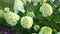 White and green hydrangea flowers. Flowering in the garden in summer. Large bud. Hydrangea swaying branches in the wind.