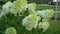White and green hydrangea flowers. Flowering in the garden in summer. Large bud. Hydrangea swaying branches in the wind.