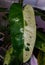 The white and green leaf of Philodendron Jose Buono variegated plant