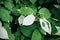 White and green leaves of Actinidia kolomikta, Actinidiaceae or variegated-leaf hardy kiwi